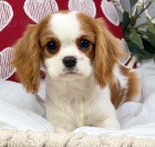 Prodm tata mini Cavalier King Charles Spaniel.