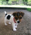 Prodm zdrav tata jack russell terira.