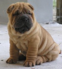 Prodm zdrav tata okovan shar-pei.