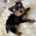 Prodm tata MINI YORKIE.