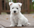 Prodm mini mini tata West Highland White Terriers