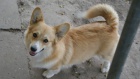 Pembroke Welsh Corgi