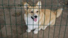 Pembroke Welsh Corgi