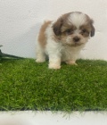 tata shih tzu