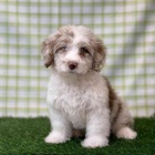 Prodm zdrav mini tata Aussiedoodle.