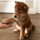 Prodm miniaturn japonsk tata shiba inu