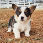 Prodm tata Pembroke Welsh Corgi.