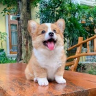 Prodm tata Pembroke Welsh Corgi.