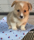 corgi, americk� �t��ata