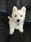 Prodm mini mini tata West Highland White Terriers