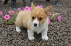 krsn a andlsk tata Pembroke Welsh Corgi na prodej.