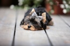 Yorkshire terrier s PP (rodokmeny)