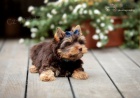 Yorkshire terrier s PP (rodokmeny)