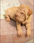 Prodm nsk okovan tata Shar-pei.