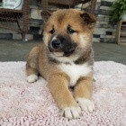 Prodm miniaturn tata shiba inu