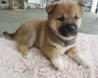 Prodm miniaturn tata shiba inu