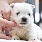 Prodm tata West Highland White Terriers