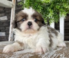 Prodm tata SHIH TZU