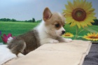 Prodm tata Pembroke Welsh Corgi.