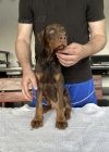 DOBERMAN tata na prodej