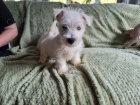 Prodm mini mini tata West Highland White Terriers