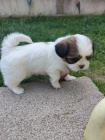 Prodm tata SHIH TZU