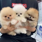 Mini pomeranian bez PP