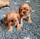 ttka kavalr king charles spaniel s PP