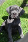 Prodm tata italskho Cane Corso