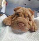 Shar-pei okovan tata na prodej.