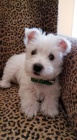 Prodm mini mini tata West Highland White Terriers