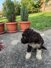 Lagotto Romagnolo tata