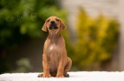 Rhodesian Ridgeback - tata s PP - odbr ihned