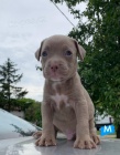 Pit Bull tata