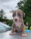 Pit Bull tata