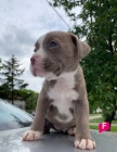 Pit Bull tata