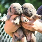 Cane Corso tata