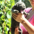 Cane Corso tata