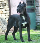 Cane Corso tata