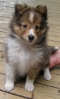 Prodm tata SHELTIE