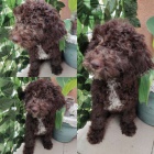 Lagotto Romagnolo tata