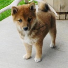 Prodm tata shiba inu