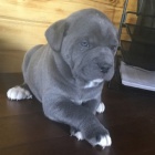 Prodm tata italskho Cane Corso