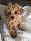 Prodm tata Cavapoo.