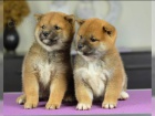 Shiba inu SI 3 kluci