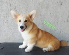 Pembroke Welsh Corgi tata