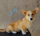 Pembroke Welsh Corgi tata