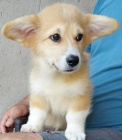 Pembroke Welsh Corgi tata