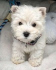 Prodm mini mini tata West Highland White Terriers