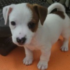 Prodm tata jack russella.